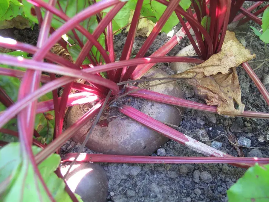 Beets