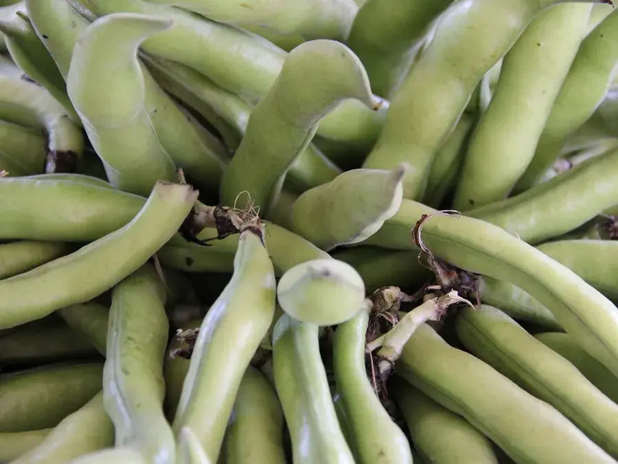 Broad beans (fava beans)