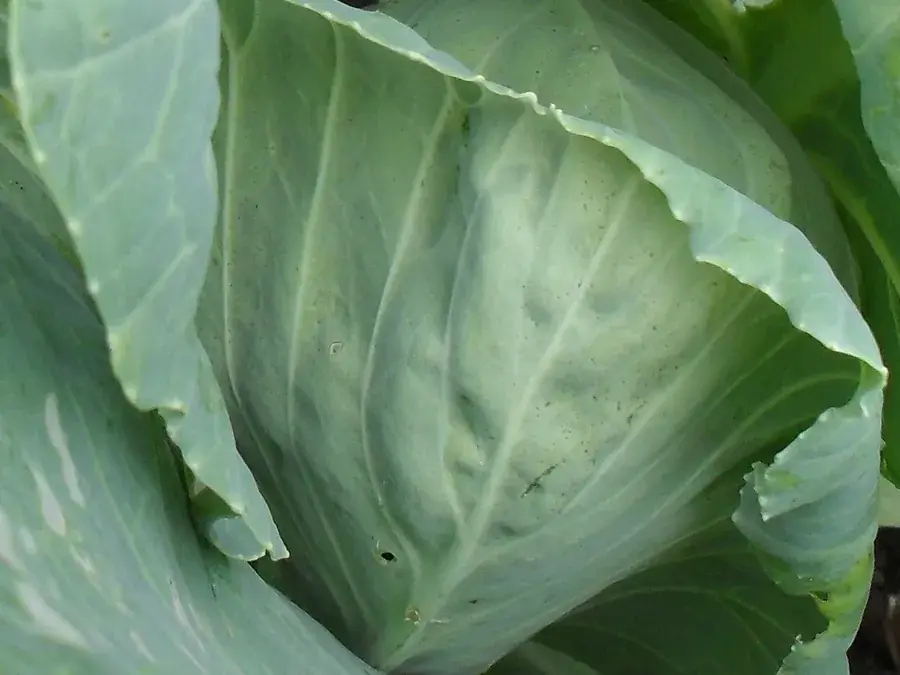 Cabbage