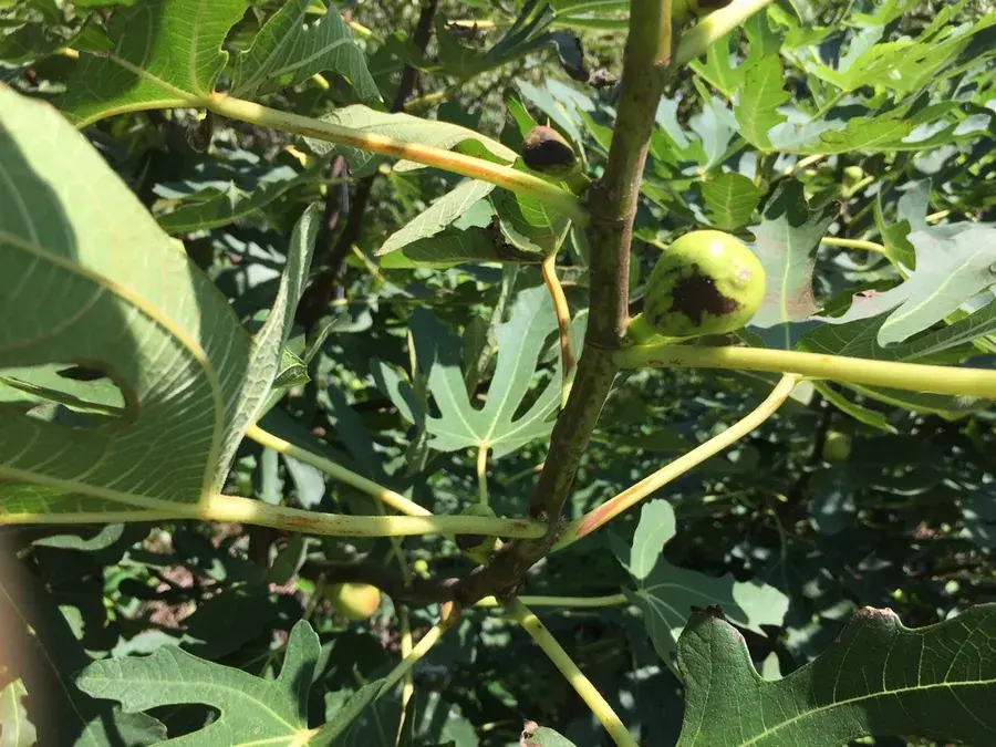 Figs