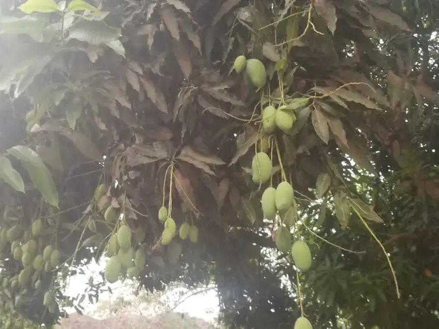 Mangoes