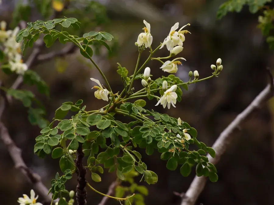 Moringa (drumstick tree)