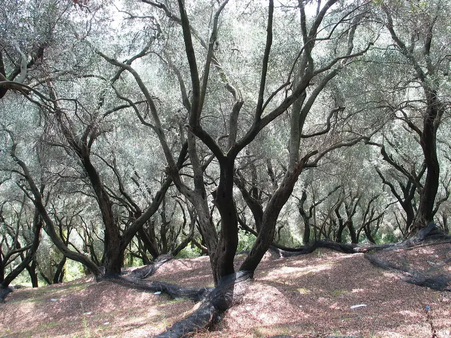 Olives