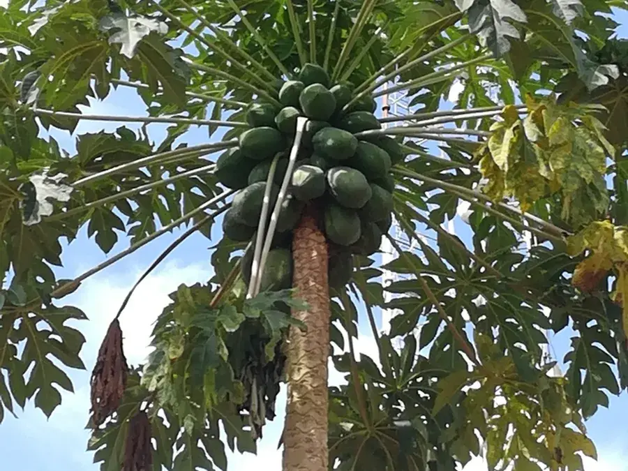 Papaya