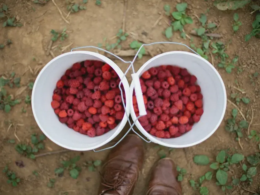 Raspberries