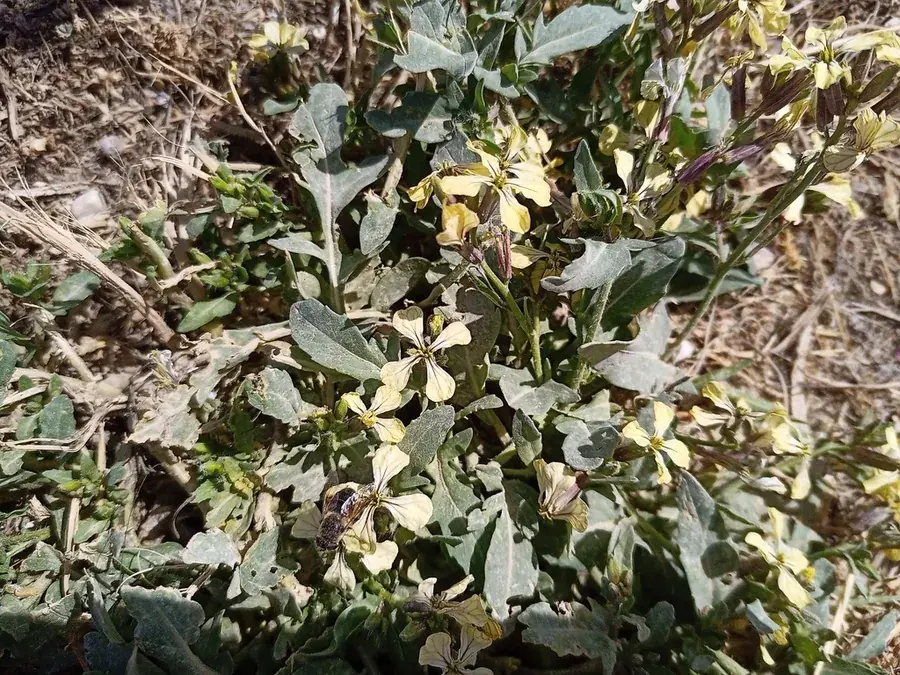 Rocket (arugula)