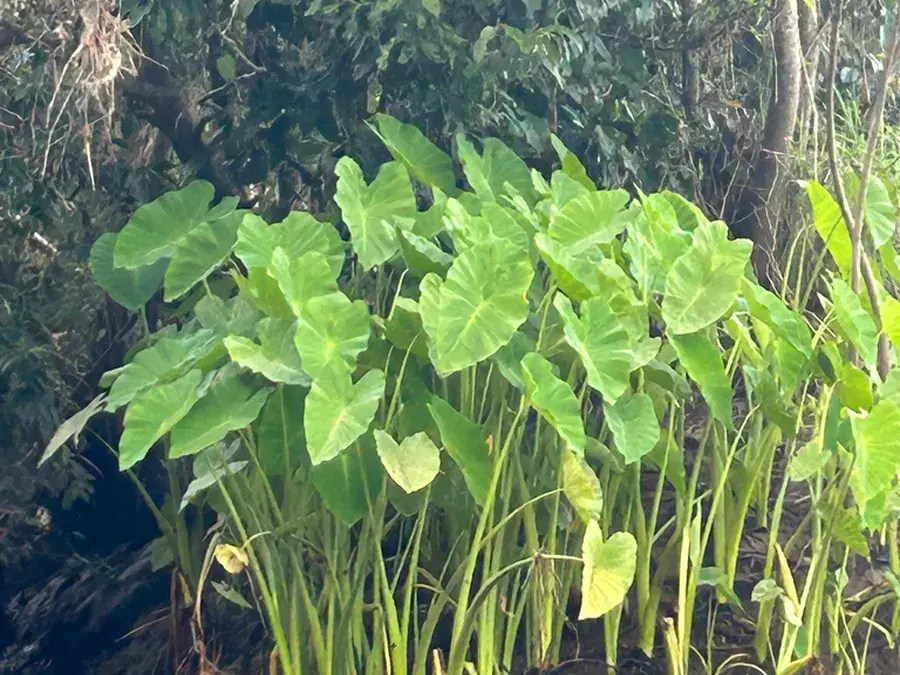Taro (cocoyam, madumbe)