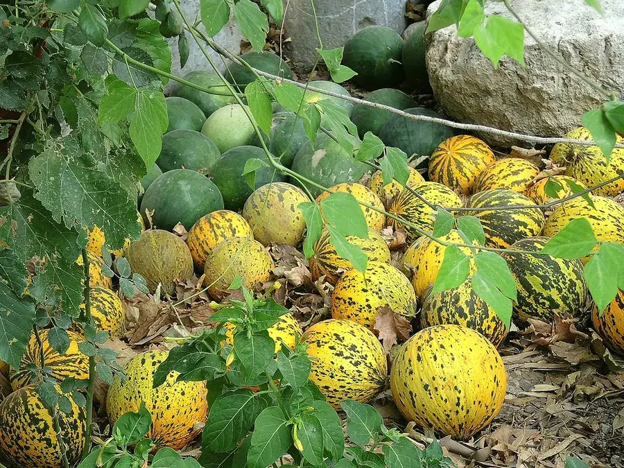 Watermelons