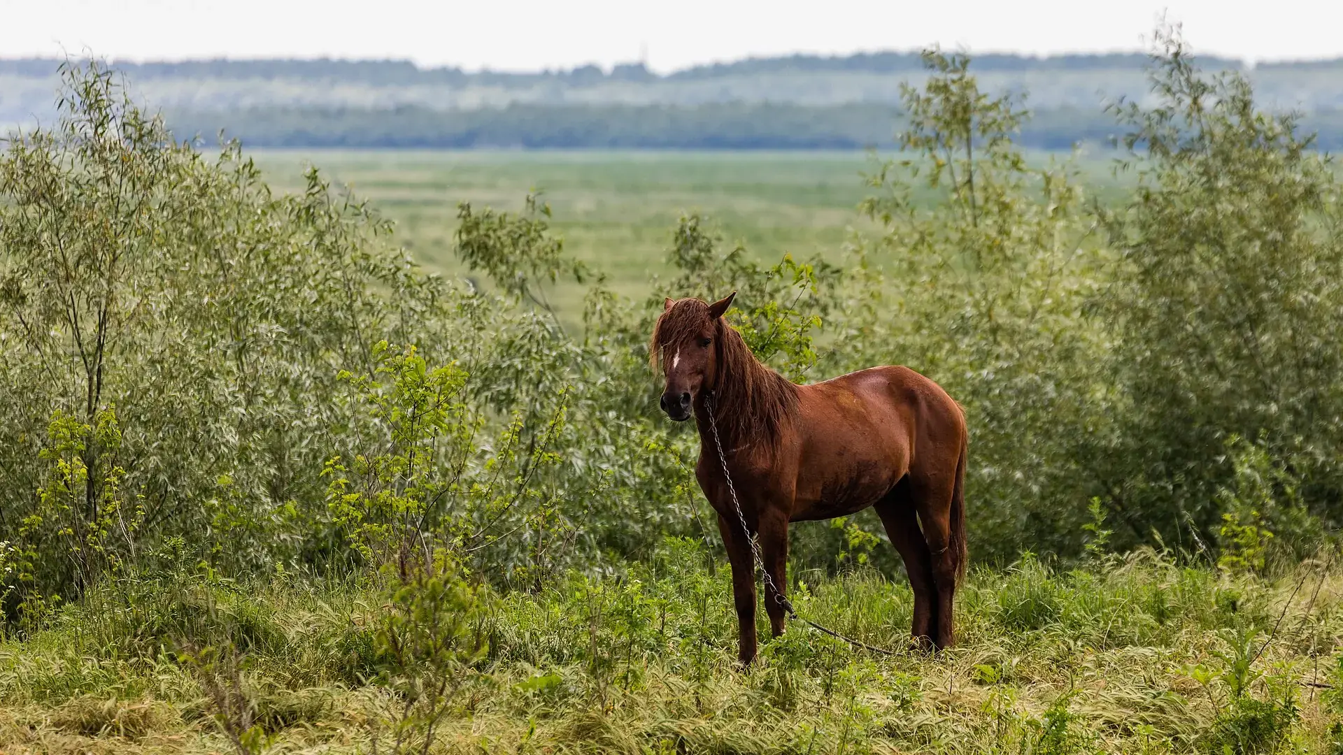 Horse in the Danube Delta, Romania