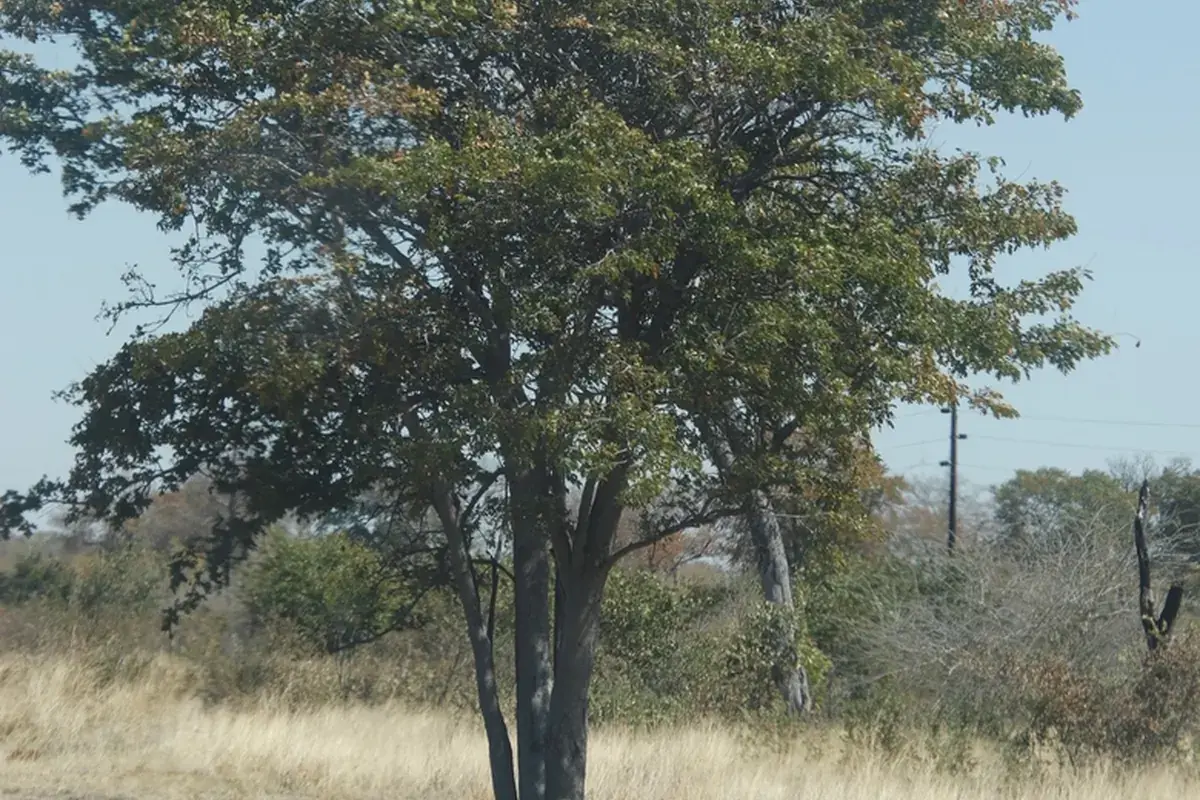 Mopane (Colophospermum mopane)