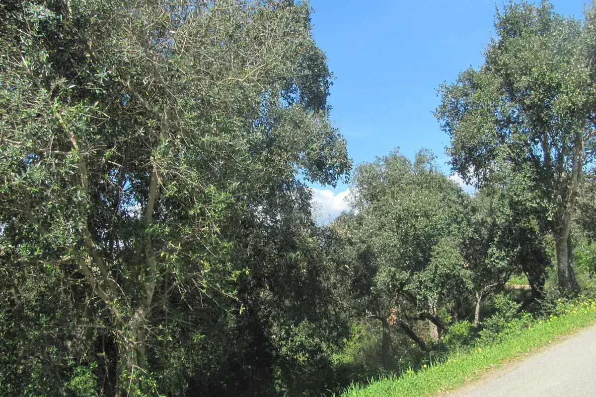 Olive (Olea europaea europaea)