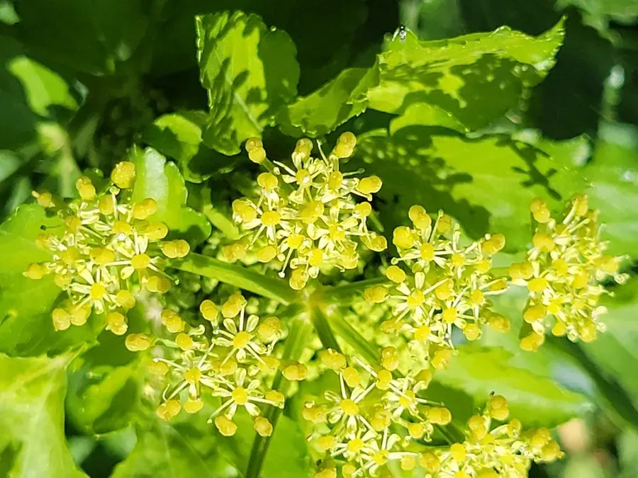 Alexanders (Smyrnium olusatrum)