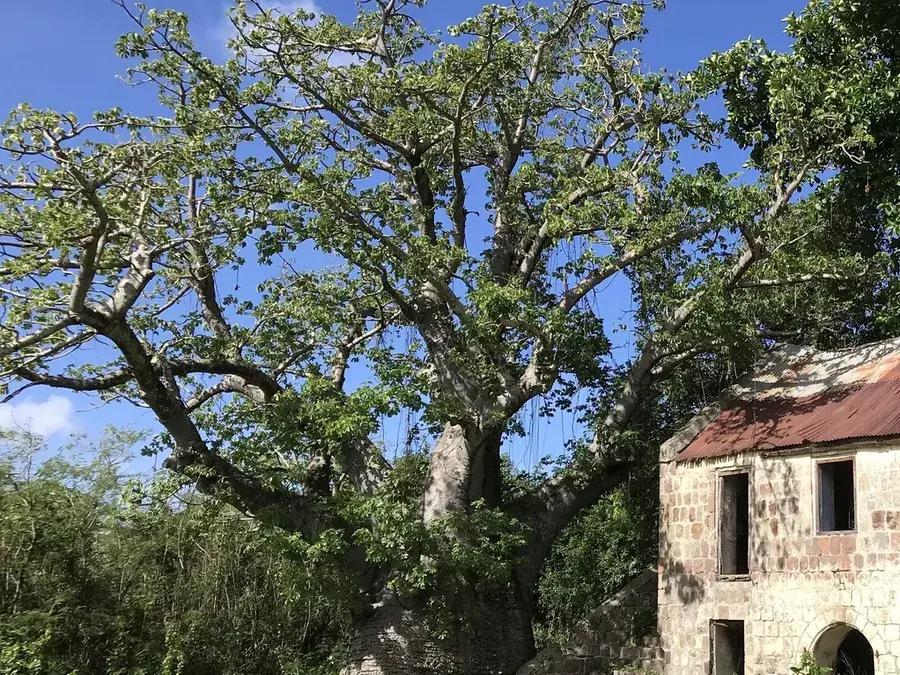 Baobab (fruit and leaves) (Adansonia digitata)