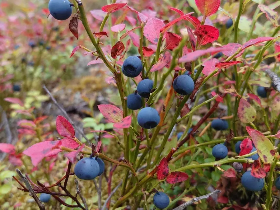 Bilberry (Vaccinium myrtillus)