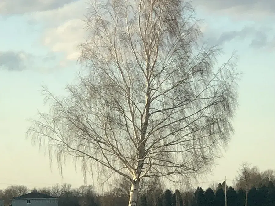 Birch sap (Betula pendula)
