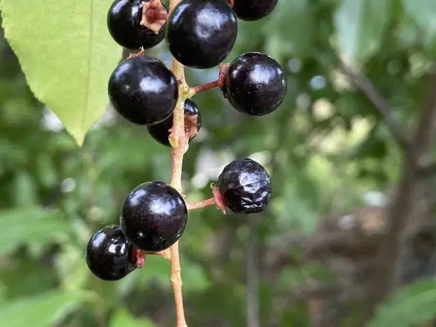 Black cherry (Prunus serotina)