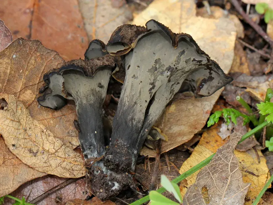 Black trumpet (horn of plenty) (Craterellus cornucopioides)