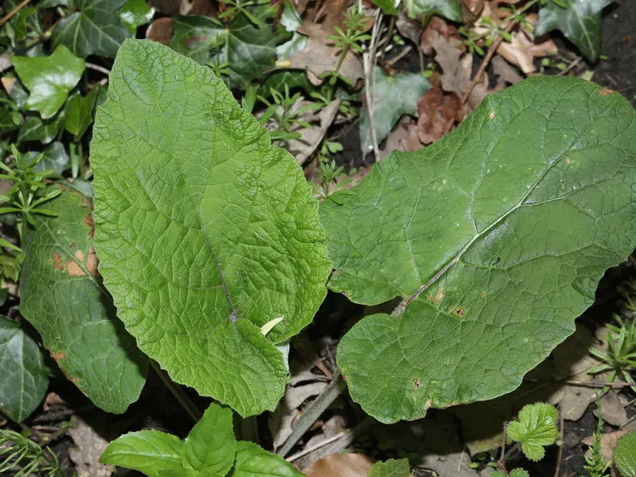 Burdock root (Arctium minus)