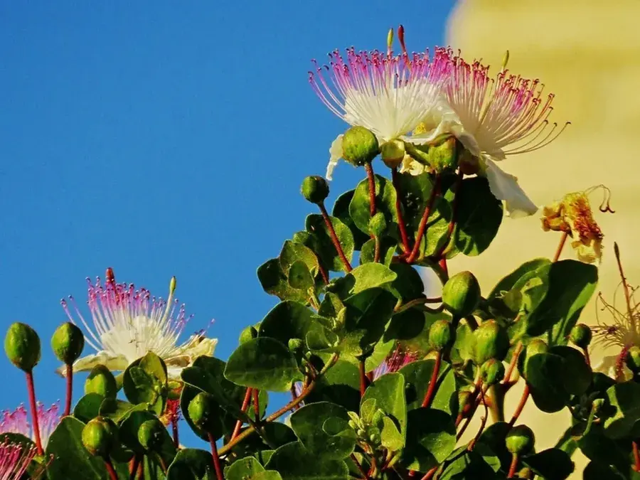 Caper (Capparis spinosa)