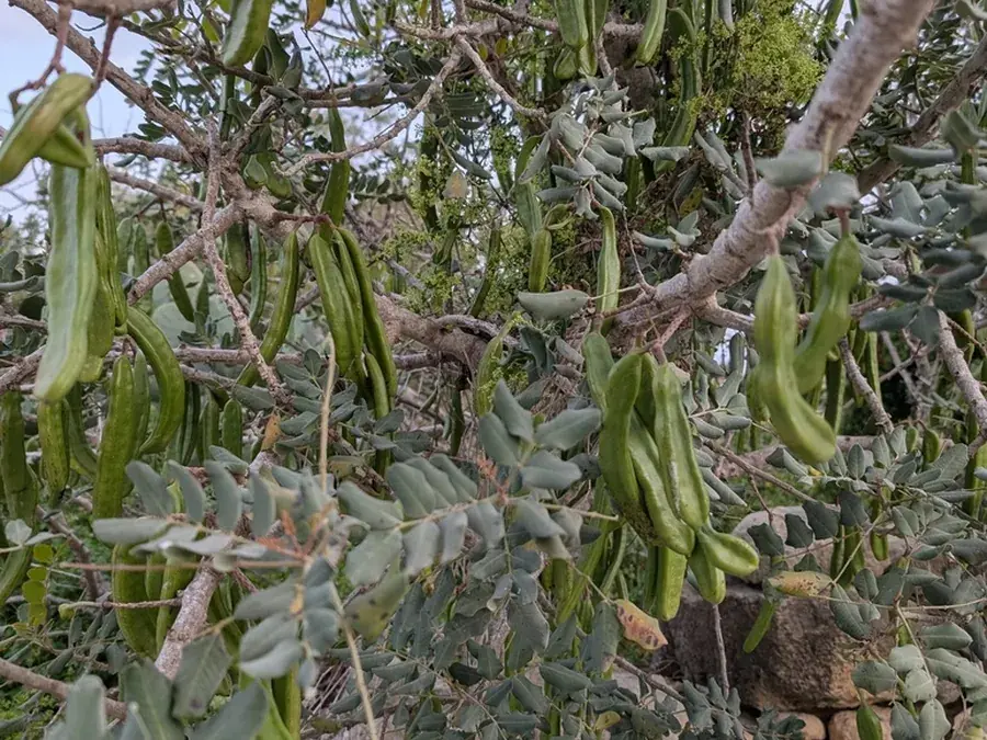 Carob (St John's bread) (Ceratonia siliqua)