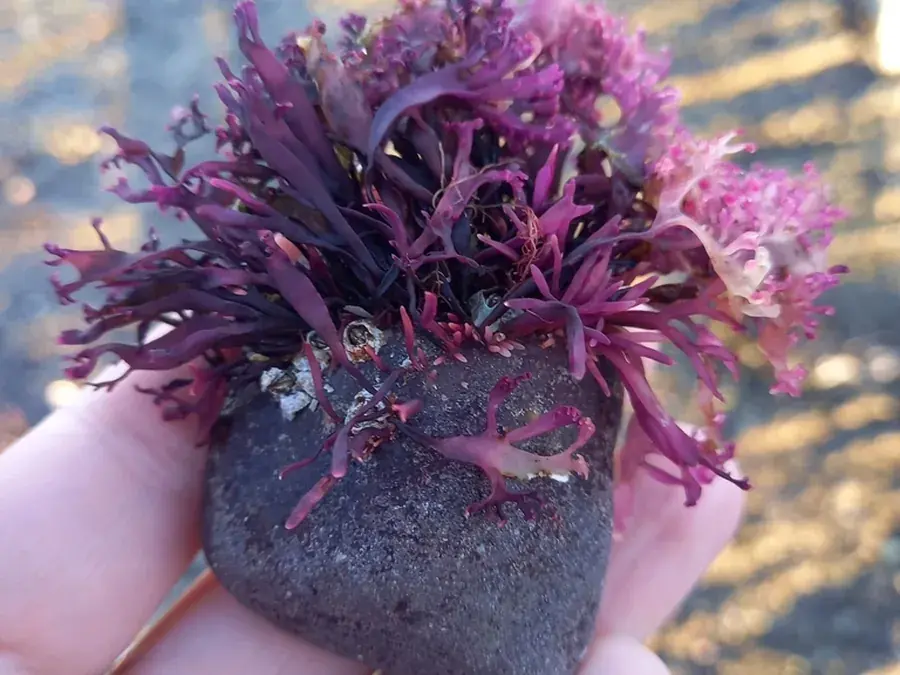 Carrageen (Irish moss) (Chondrus crispus)