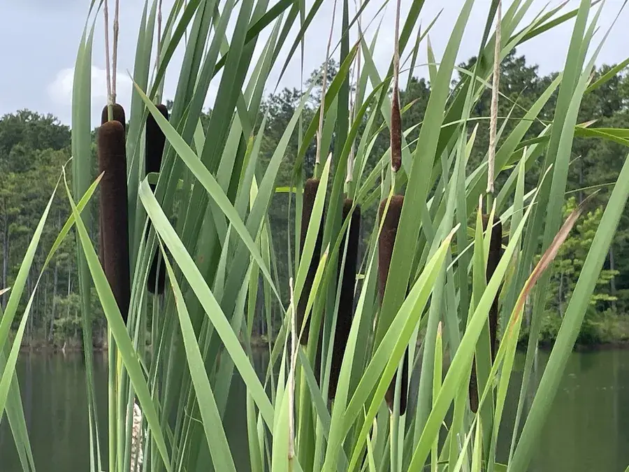 Cattail shoots (Typha latifolia)