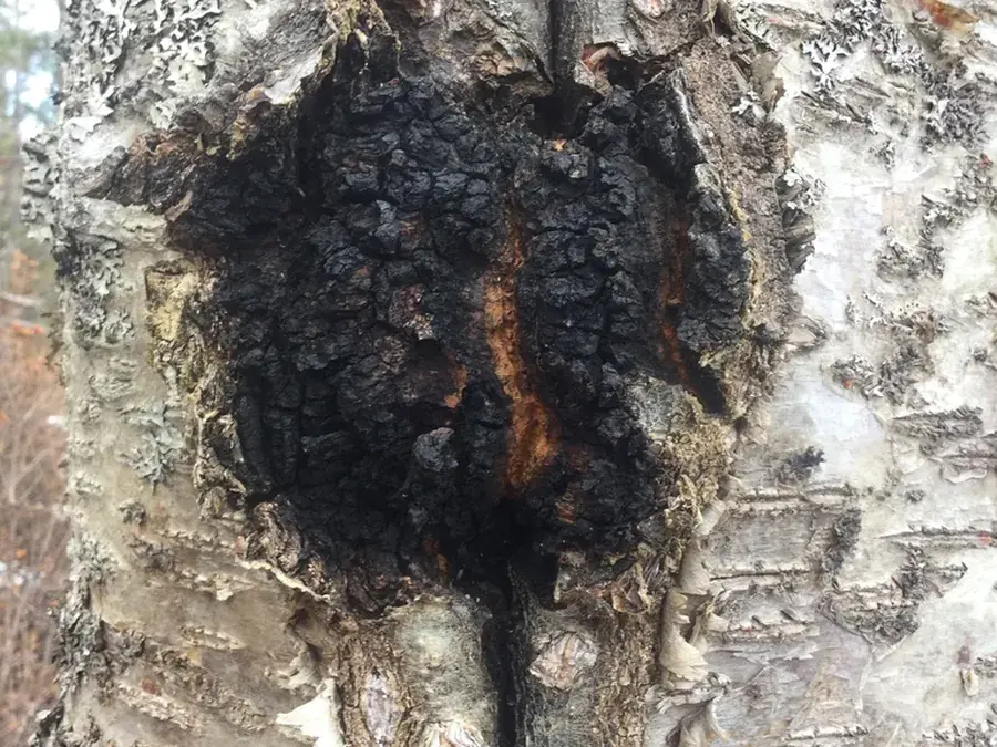 Chaga (Inonotus obliquus)
