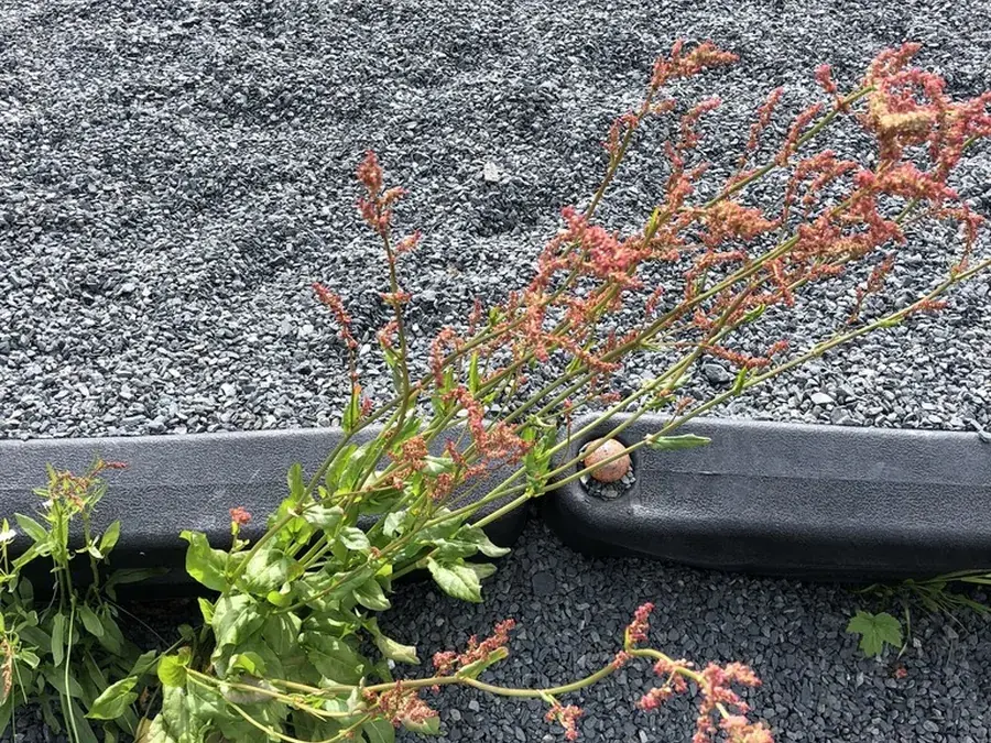 Common sorrel (Rumex acetosa)