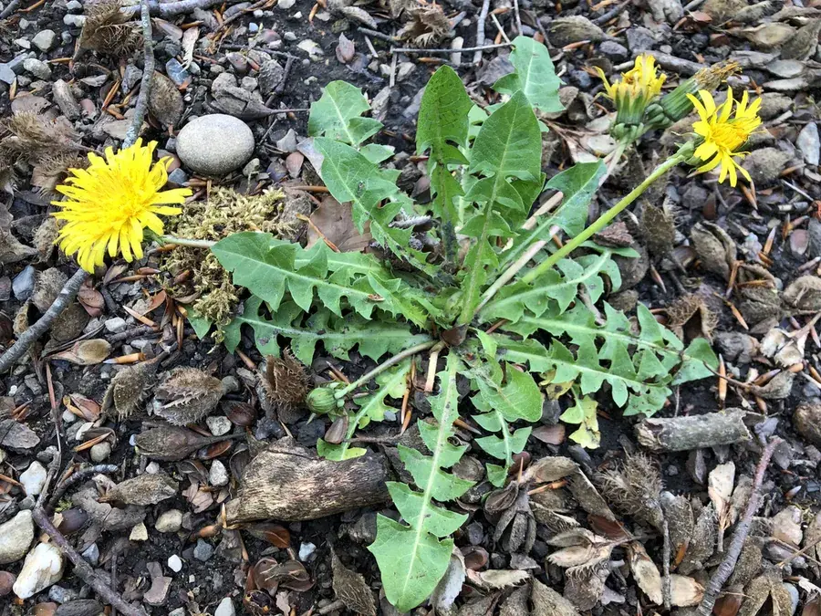 Dandelion (Taraxacum officinale)