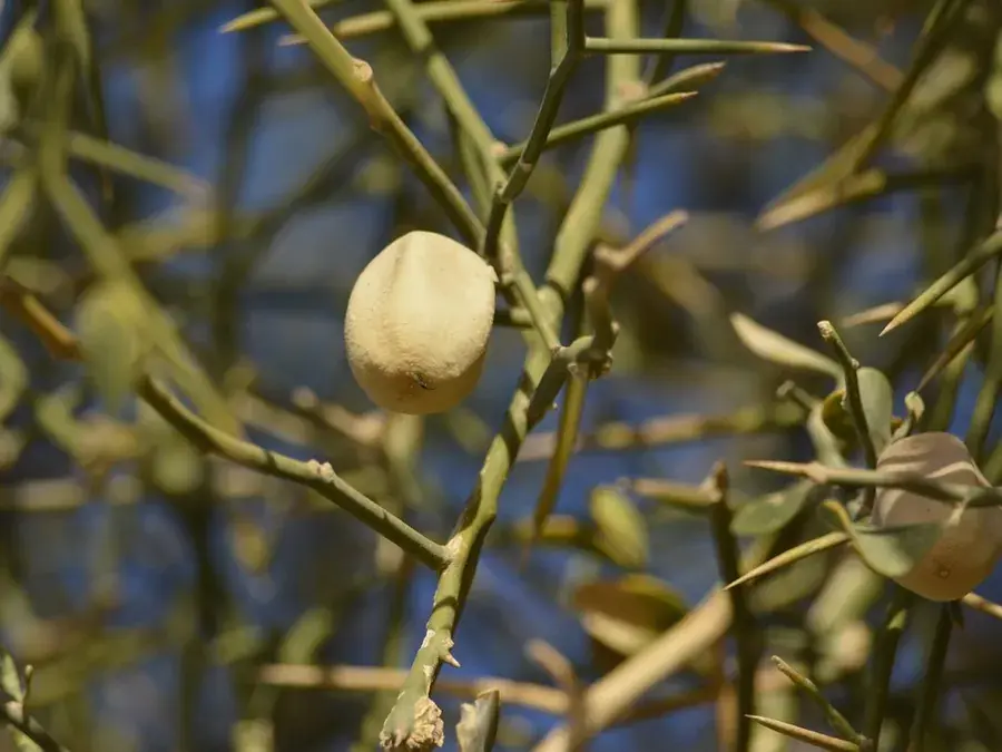Desert date (balanites) (Balanites aegyptiaca)