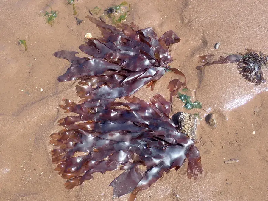 Dulse (Palmaria palmata)