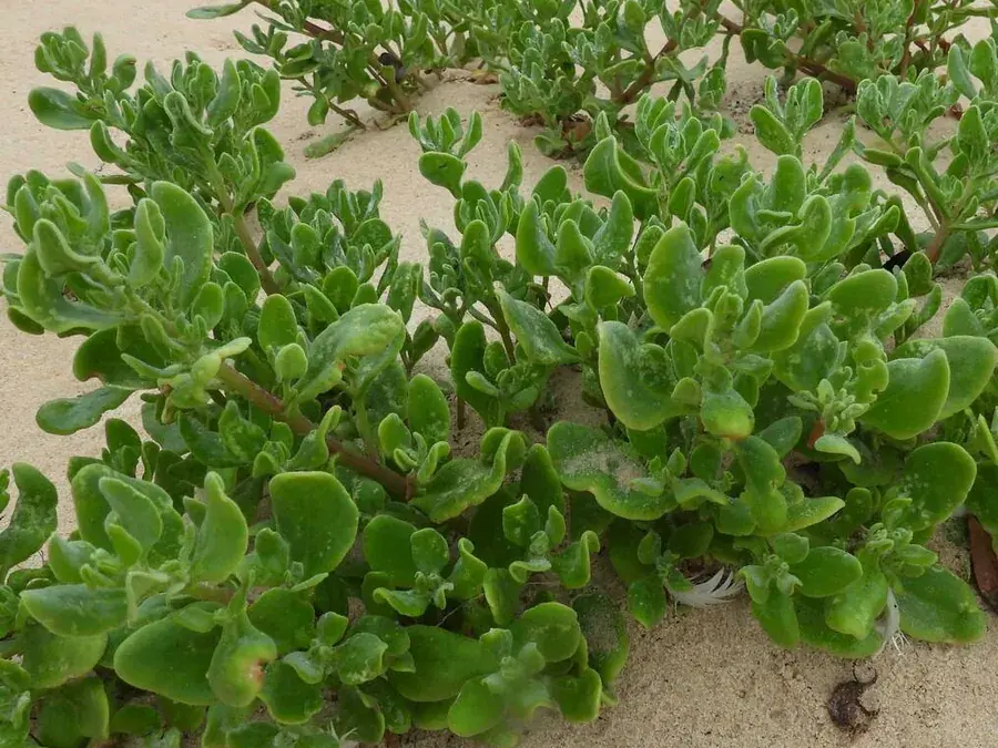 Dune spinach (duinespinasie) (Tetragonia decumbens)