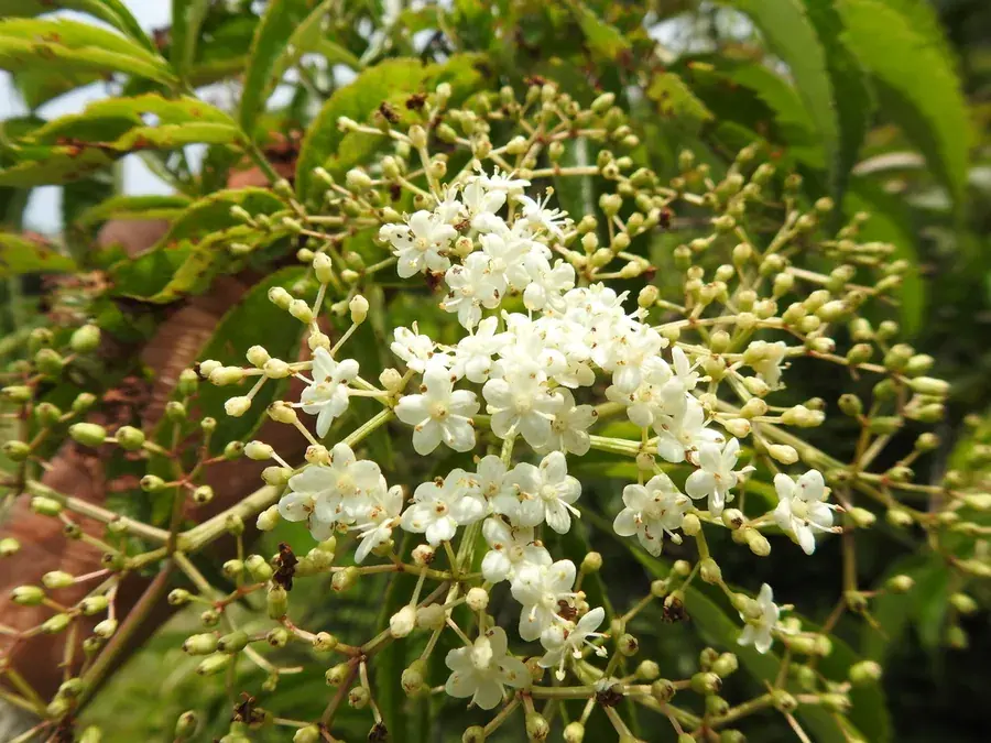 Elderflower (Sambucus canadensis)