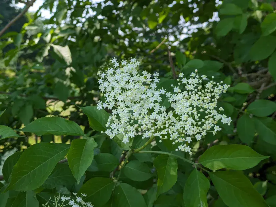 Elderflower (European elder) (Sambucus nigra)