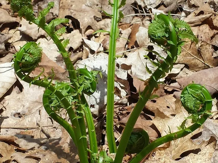 Fiddleheads (ostrich fern) (Matteuccia struthiopteris)