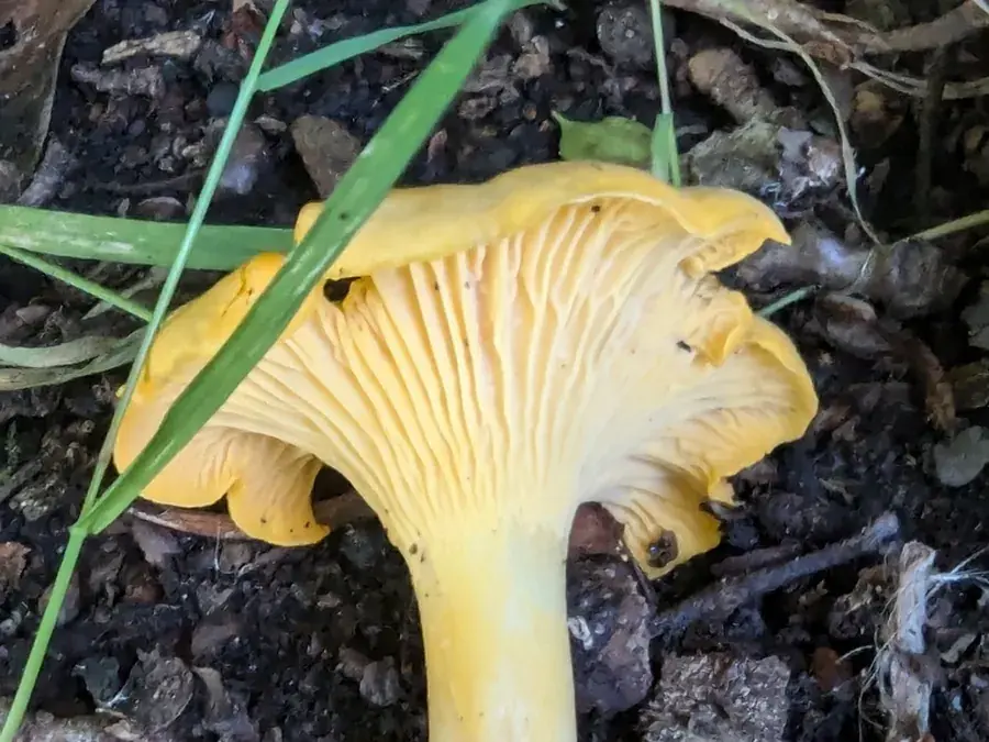 Chanterelle (girolle) (Cantharellus cibarius)