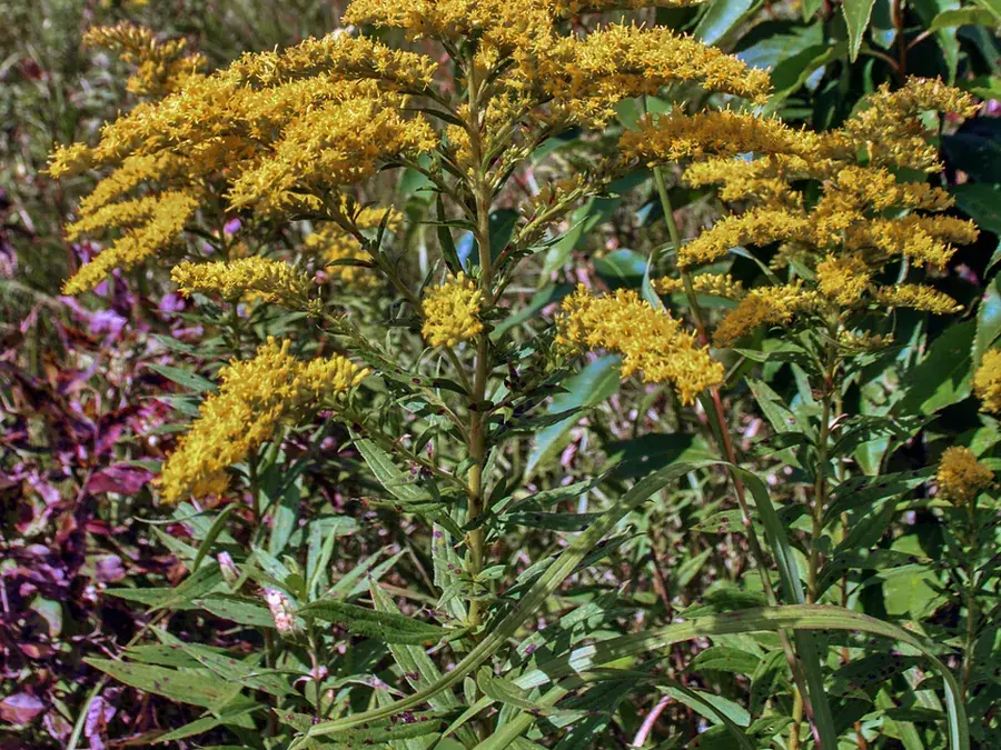 Goldenrod (Canada goldenrod) (Solidago canadensis)
