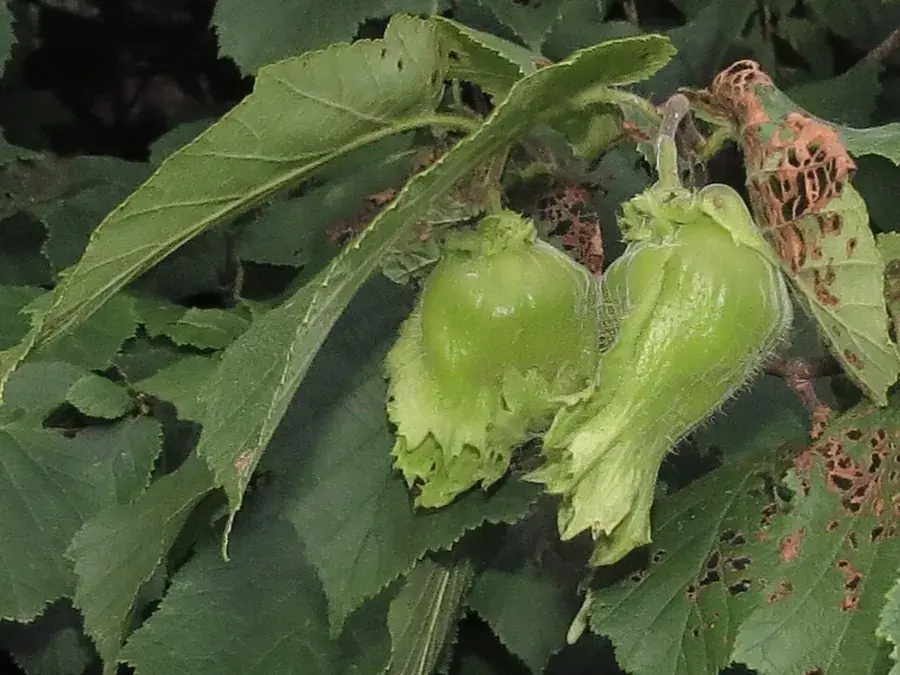 Wild hazelnuts (Corylus americana)