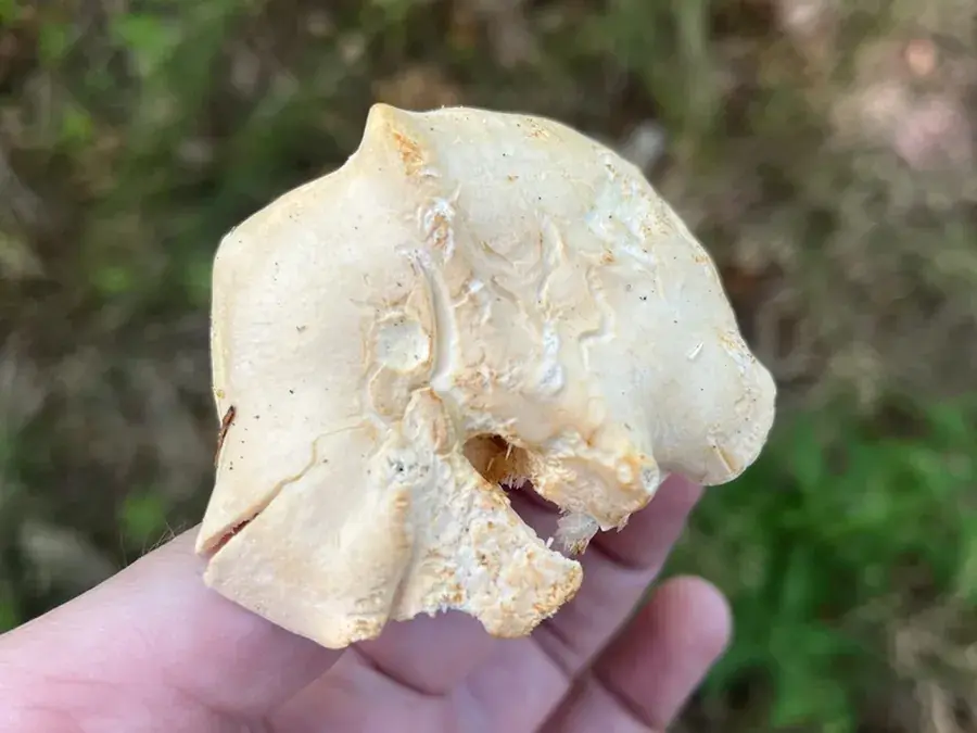 Hedgehog mushroom (Hydnum repandum)