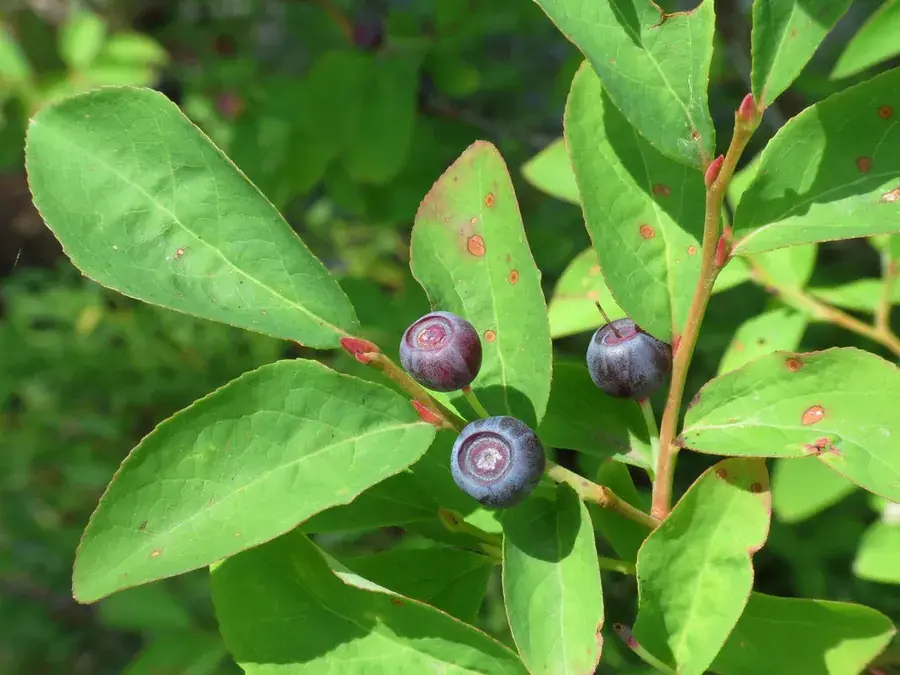 Huckleberries (Vaccinium membranaceum)