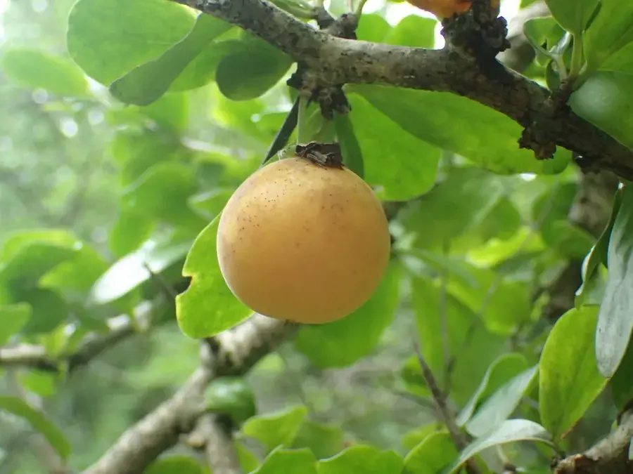 Kei apple (Dovyalis afra)