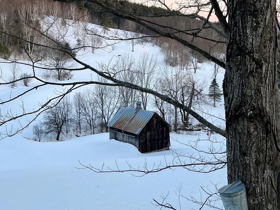Maple sap (Acer saccharum)