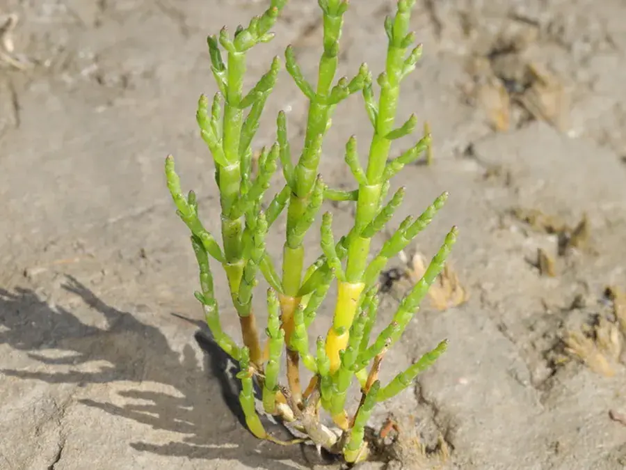 Marsh samphire (Salicornia europaea)