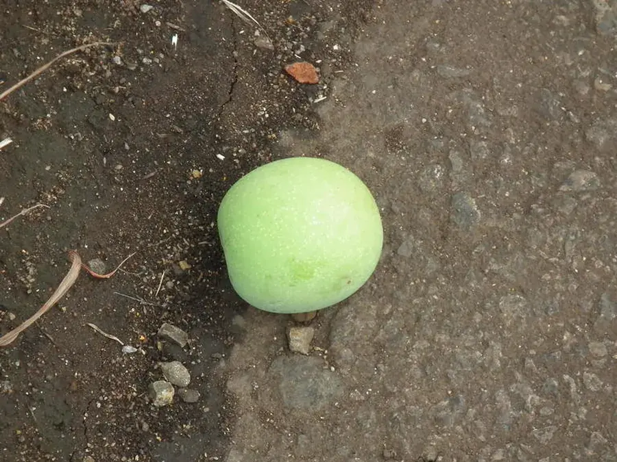 Marula (Sclerocarya birrea)