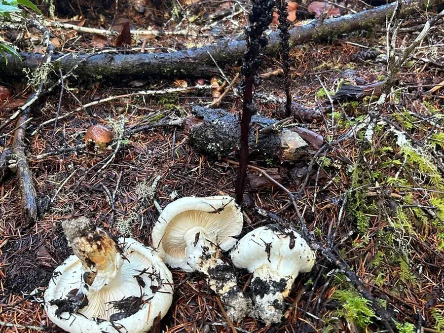 Matsutake (pine mushroom) (Tricholoma murrillianum)