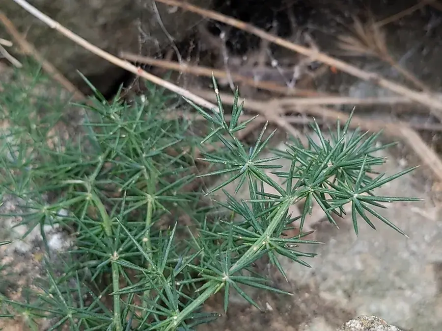 Mediterranean wild asparagus (Asparagus acutifolius)