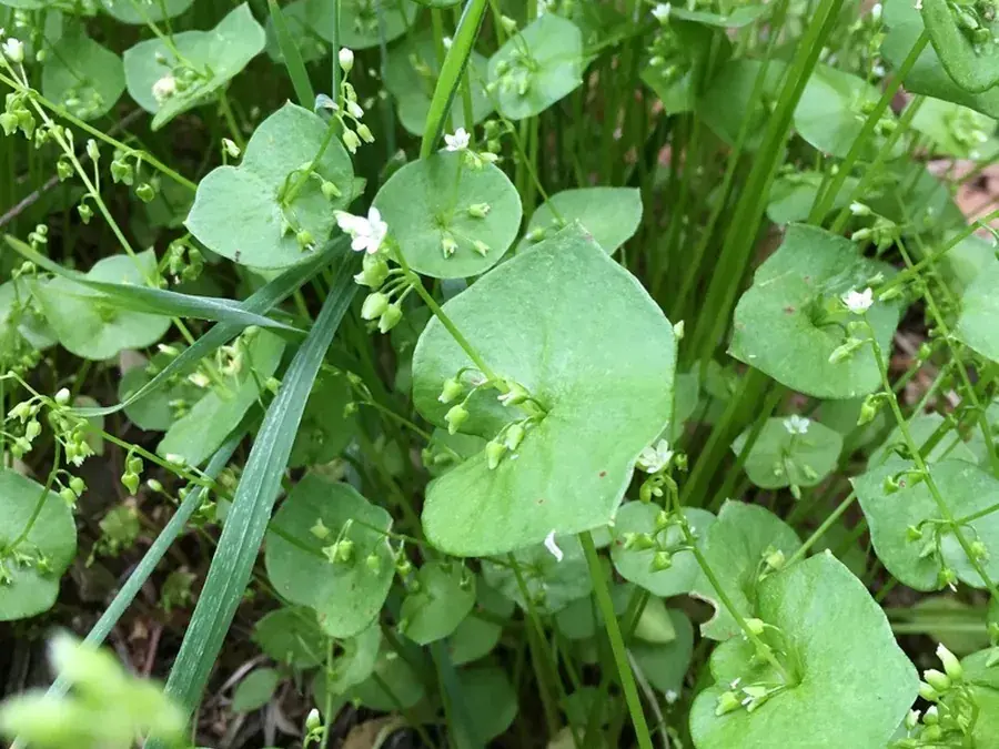 Miner's lettuce (Claytonia perfoliata)