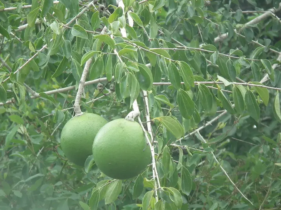 Monkey orange (green monkey orange) (Strychnos spinosa)