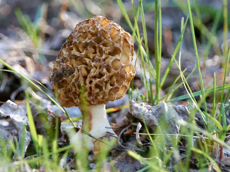 Morels (Morchella americana)