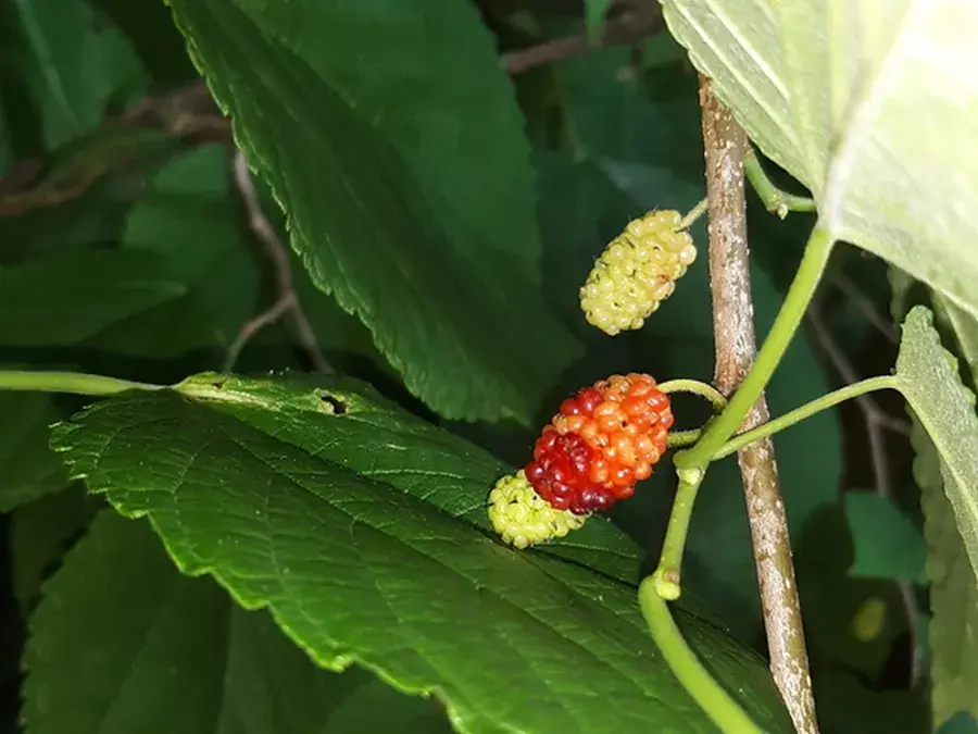 Mulberries (Morus rubra)